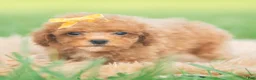 Toy Poodle dogs for sale: Bixby AKC - Ad 5