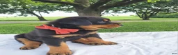 Rottweiler dogs for sale: Indie - Ad 1
