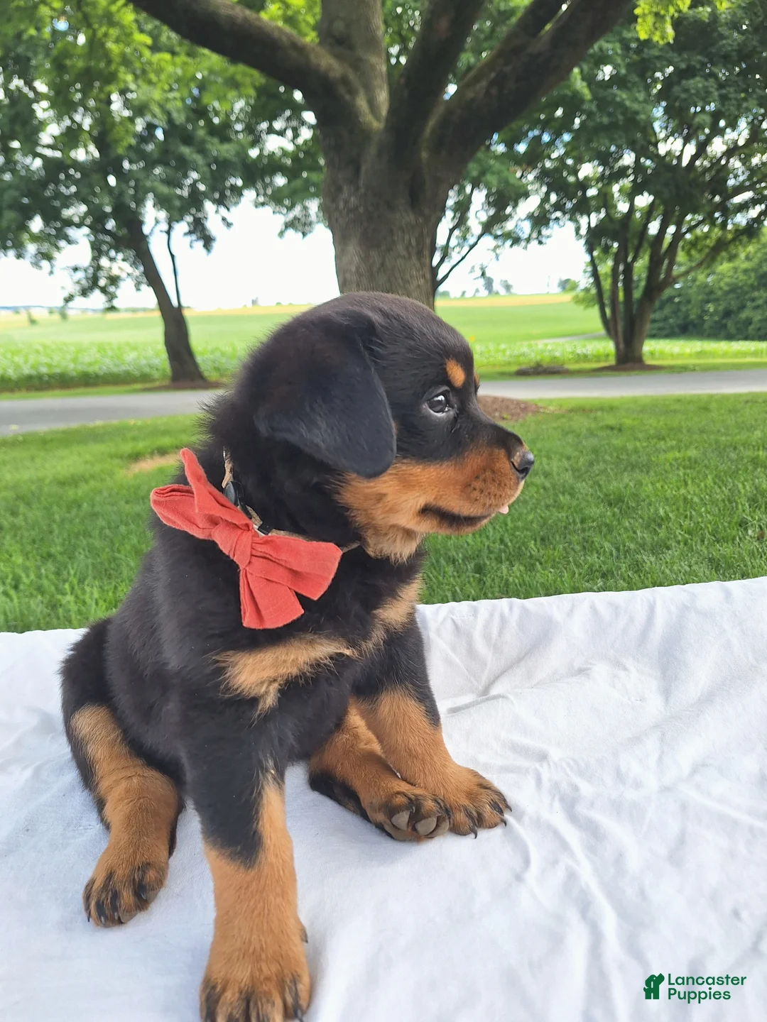 Rottweiler dogs for sale: Indie - Ad 1