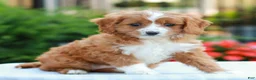 Cavapoo dogs for sale: Emily  - Ad 3