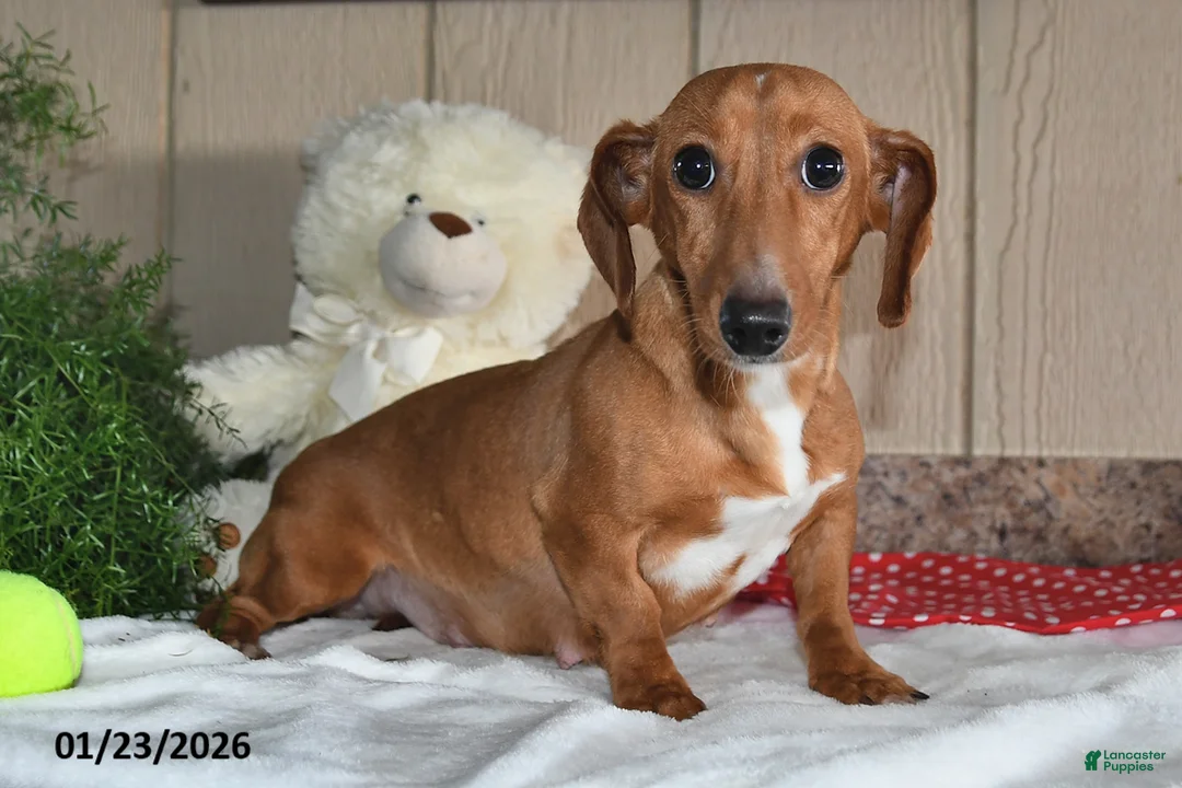 Miniature Dachshund dogs for sale: Koby - Ad 6