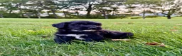 Portuguese Water Dog dogs for sale: Oscar - Ad 6