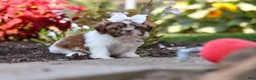 Shih Tzu dogs for sale: Juniper - Ad 6