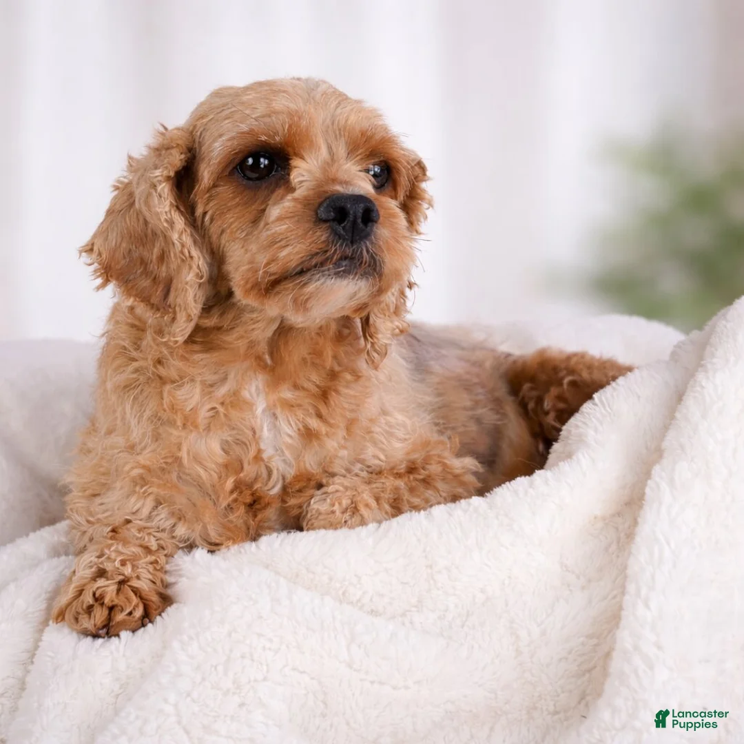 Cavapoo dogs for sale: Daisy - Ad 8