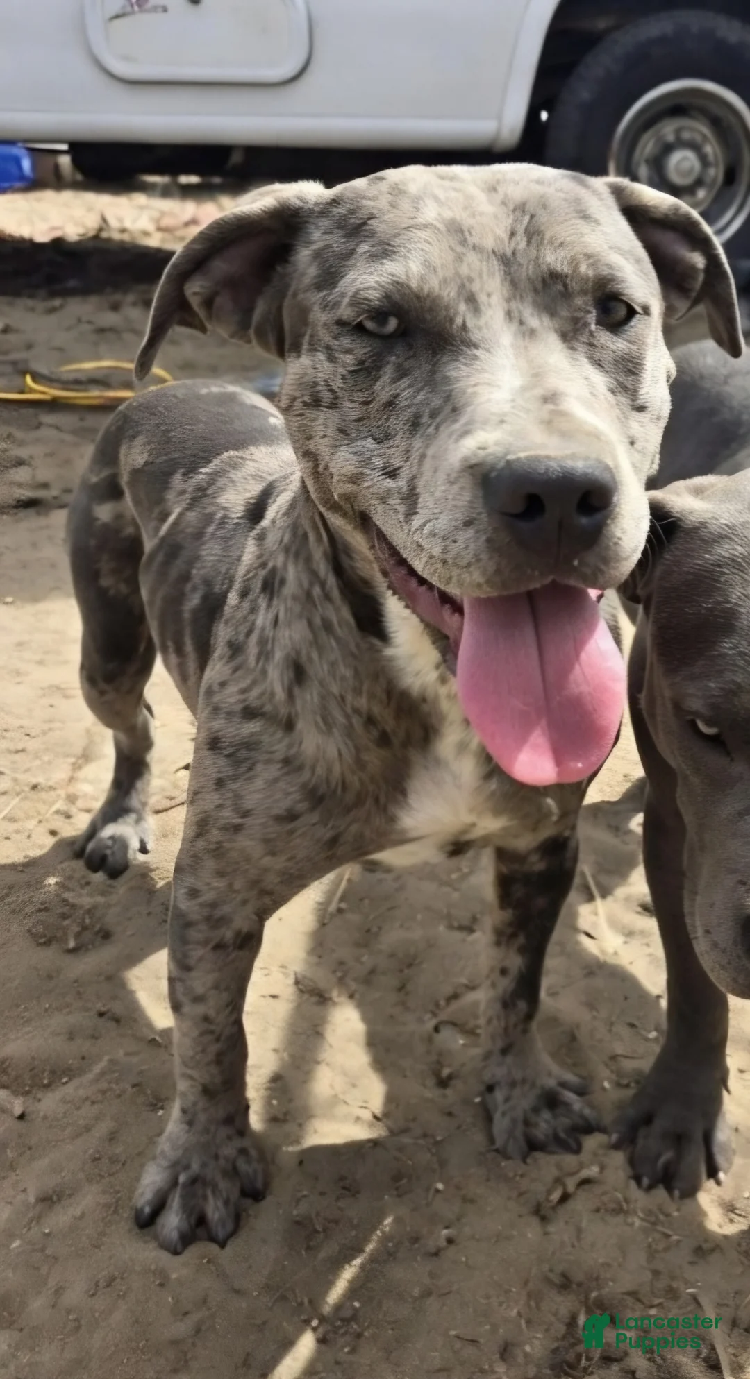 American Bully dogs for sale: Blue Male Puppy #2 - Ad 2