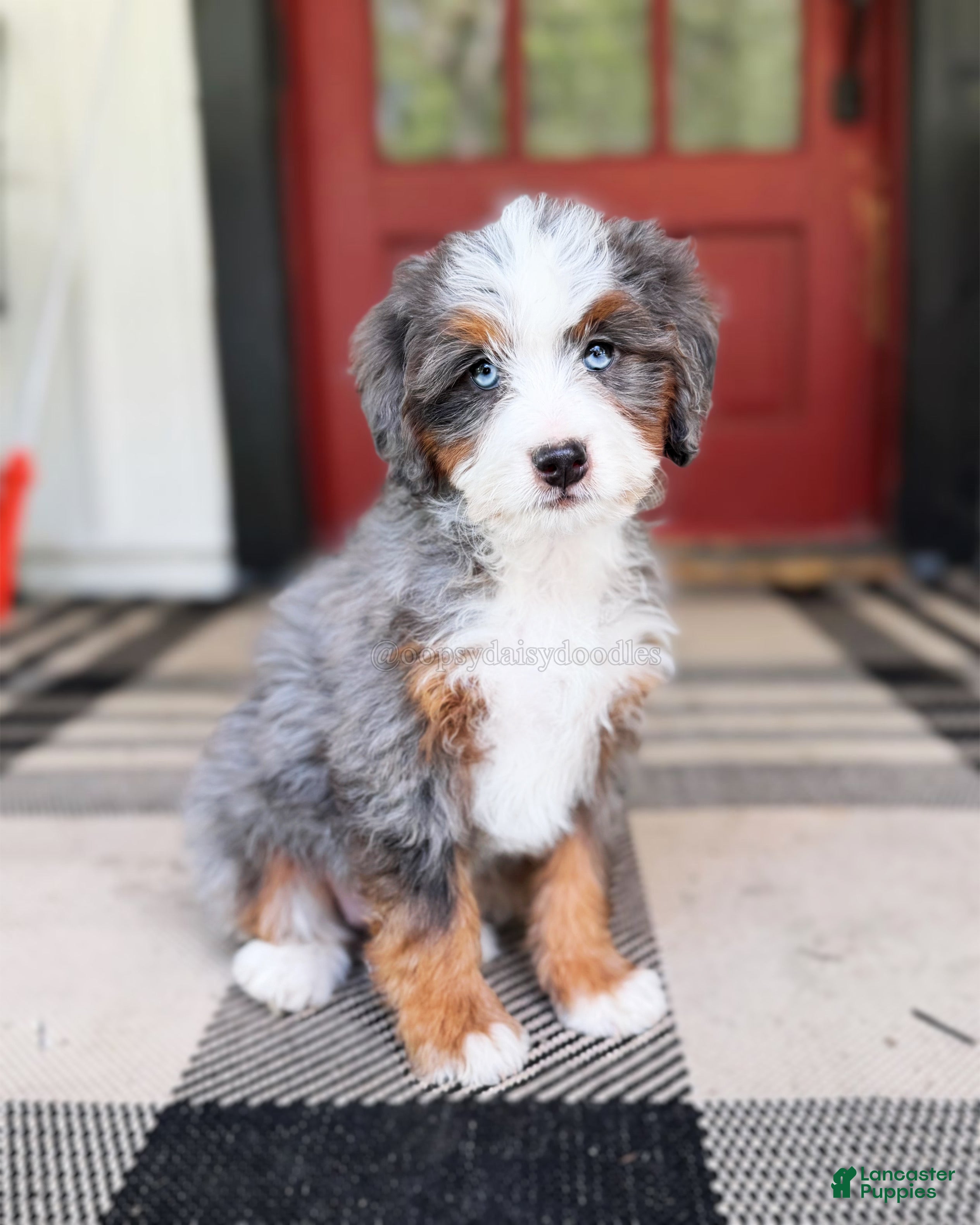 Mini Bernedoodle dogs Jessie - Ad 20