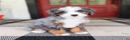 Mini Bernedoodle dogs for sale: Jessie - Ad 1
