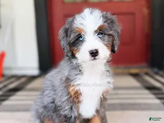 Mini Bernedoodle dogs Jessie - Ad 20