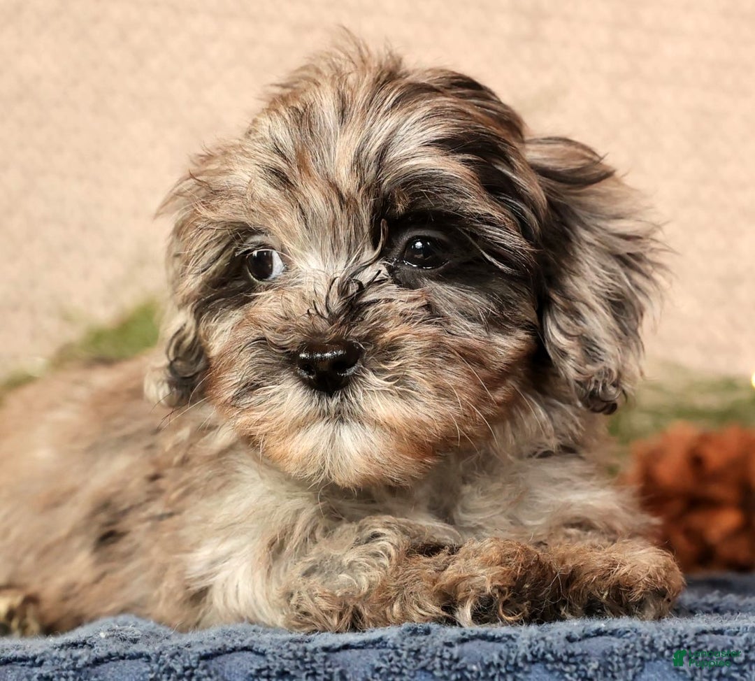 Havapoo dogs for sale: Paige - Ad 9