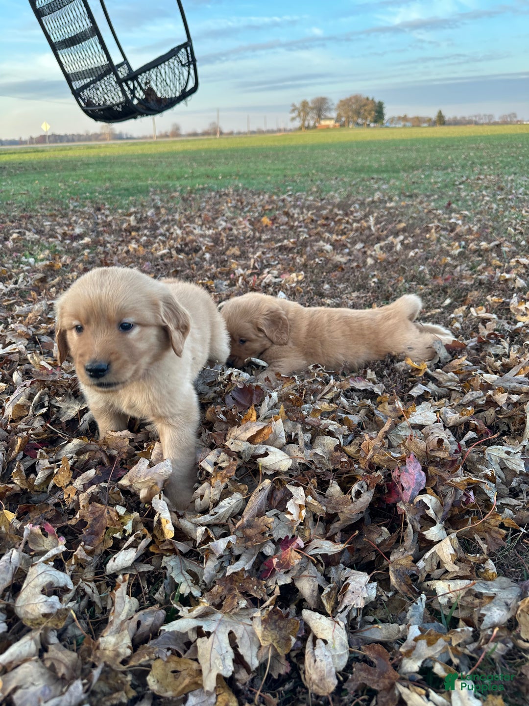 Golden Retriever dogs for sale: Golden Retriever Dark Pink Girl - Ad 30