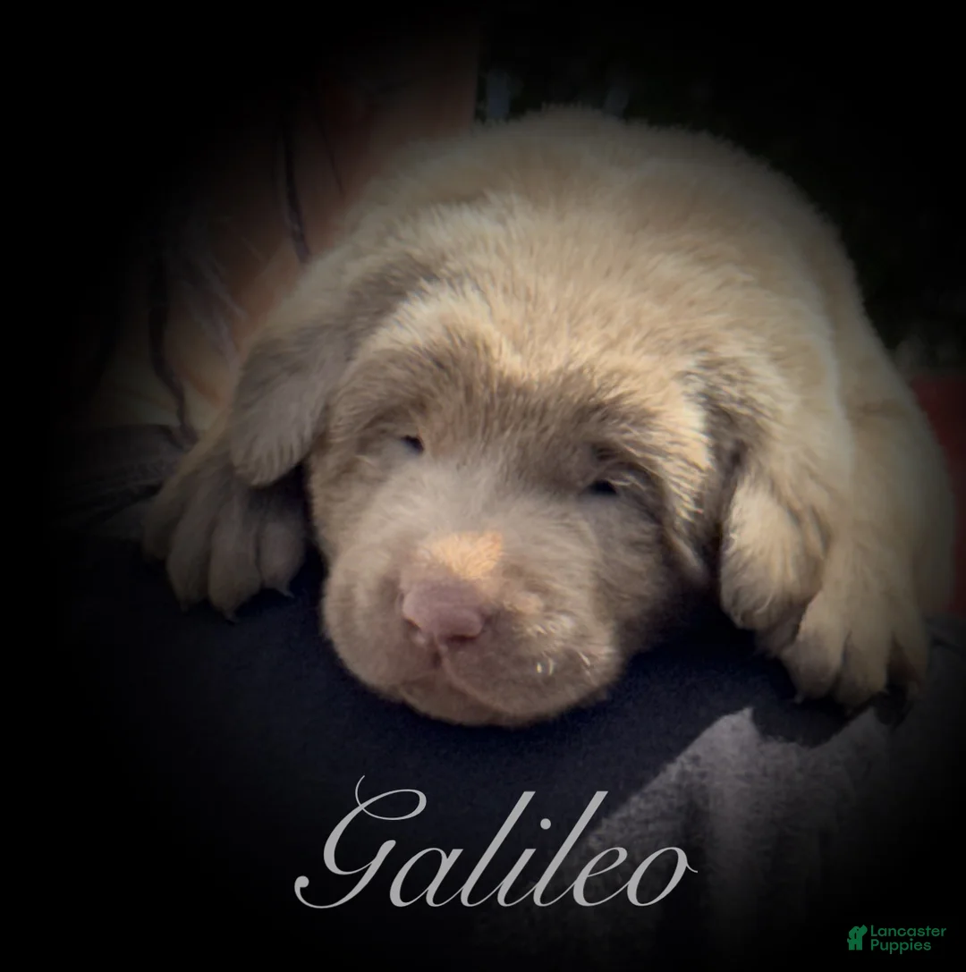 Labrador Retriever dogs for sale: Labrador Retriever Puppy 1 - Ad 2