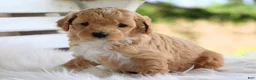 Mixed Breed dogs for sale: Buddy - Ad 3