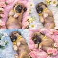 English Mastiff Puppy 7