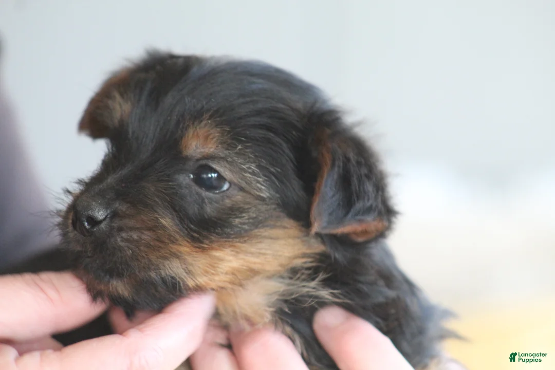 Yorkshire Terrier dogs for sale: Yorkshire Terrier Puppy 1 - Ad 1