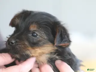 Yorkshire Terrier dogs Yorkshire Terrier Puppy 1 - Ad 1