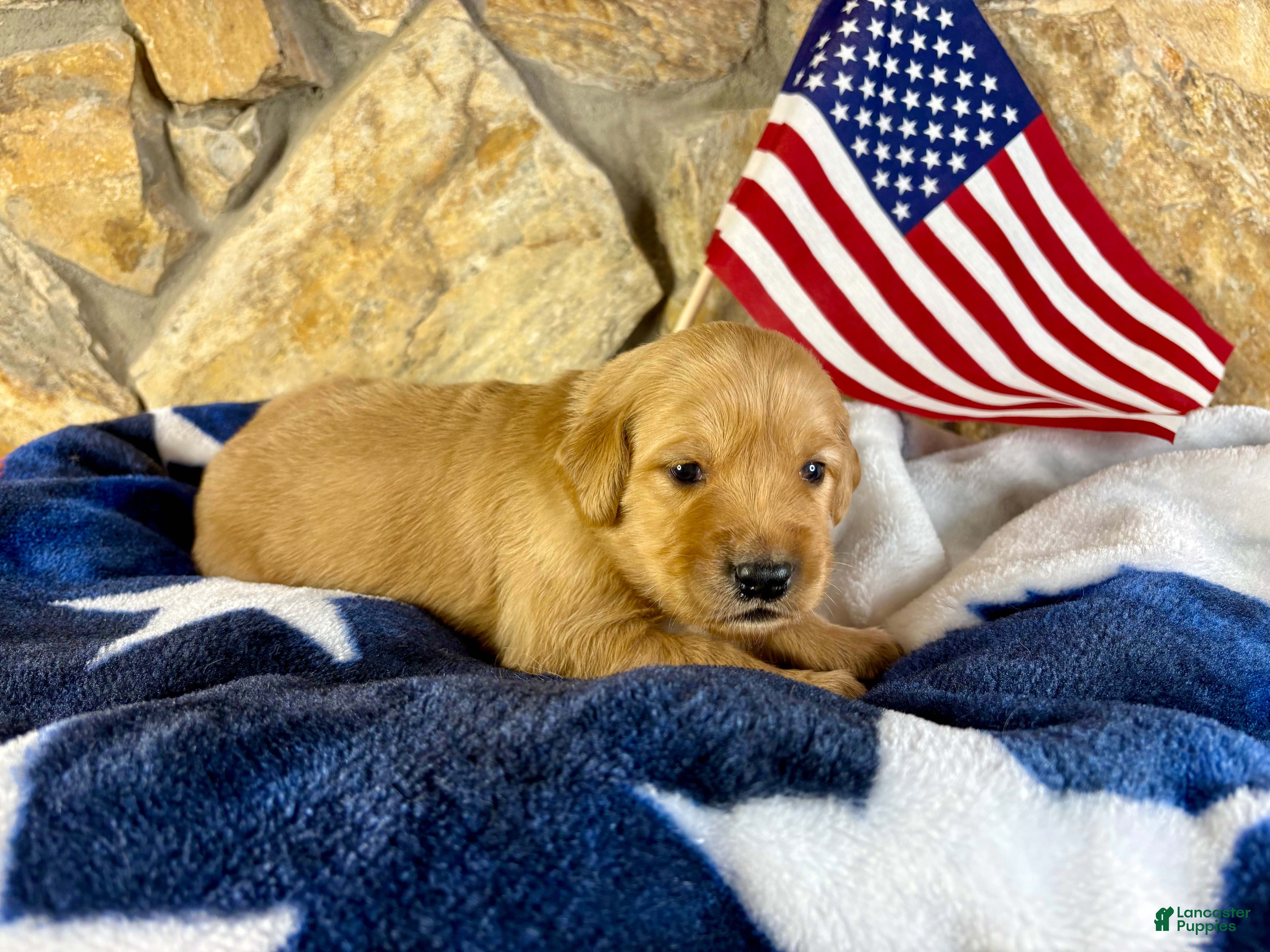 Golden Retriever dogs Penny’s Ms. Purple - Ad 32