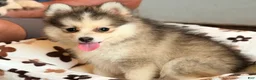 Pomsky dogs for sale: Drake - Ad 3