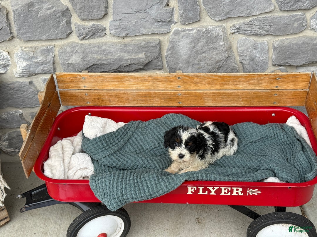 Cavapoo dogs for sale: Arlo - Ad 52