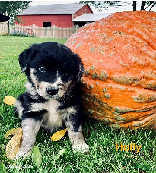 Mixed Breed dogs for sale: Holly - Ad 1