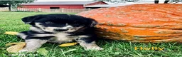 Mixed Breed dogs for sale: Holly - Ad 1