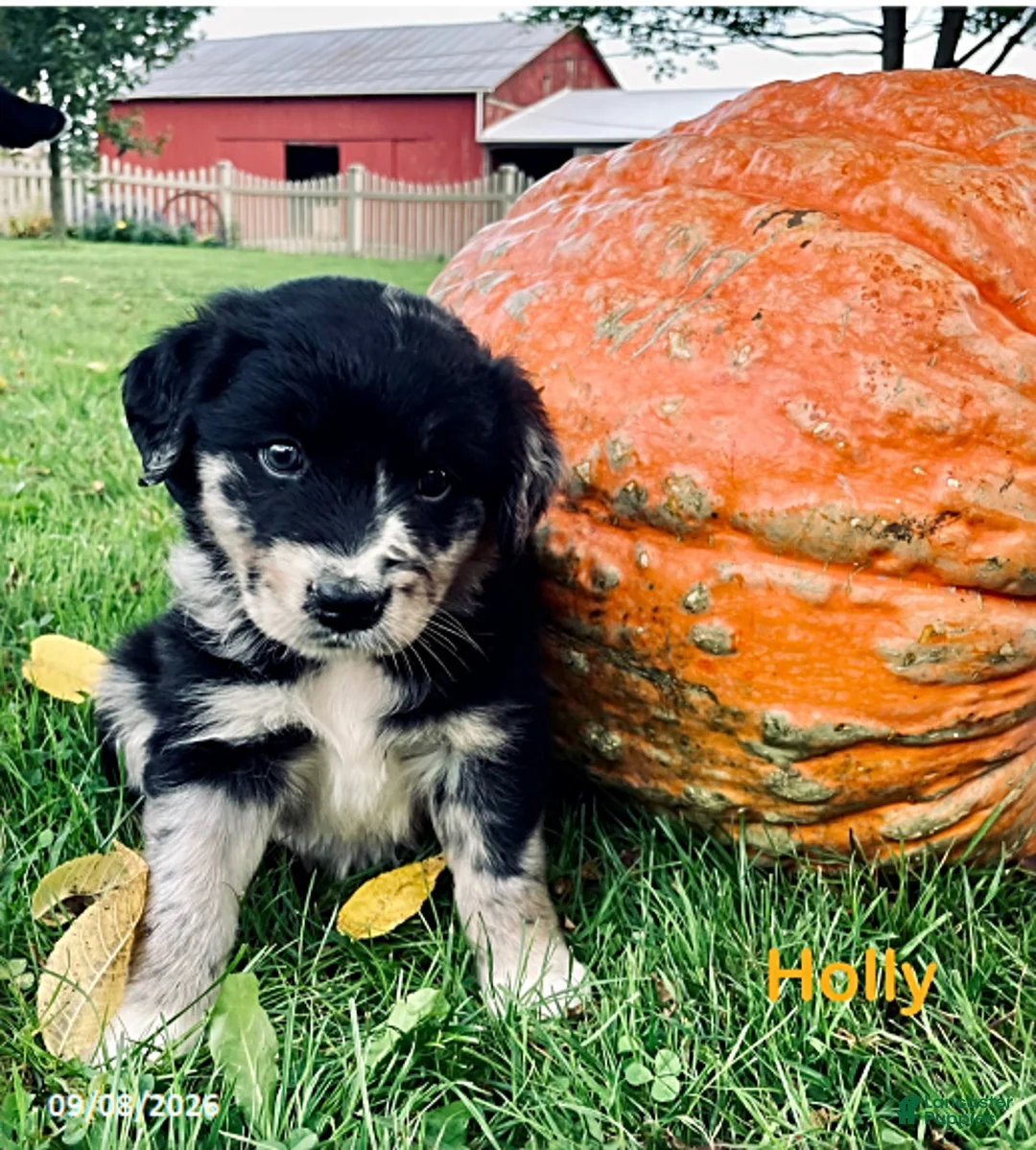 Mixed Breed dogs for sale: Holly - Ad 1
