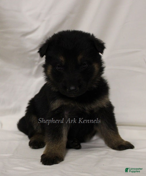 German Shepherd dogs German Shepherd Puppy 6 - Ad 29