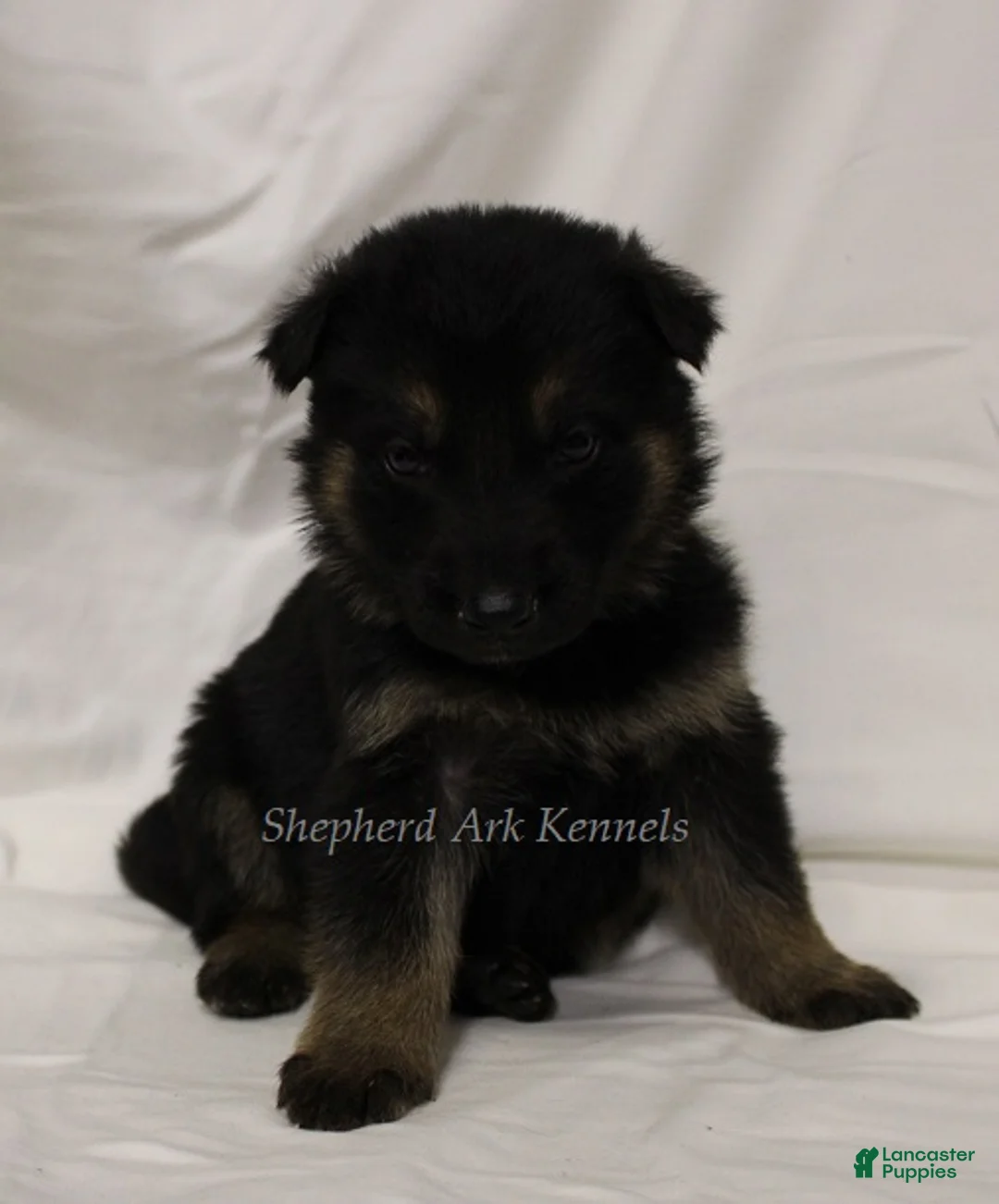 German Shepherd dogs for sale: German Shepherd Puppy 6 - Ad 1
