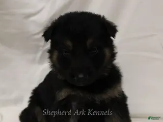 German Shepherd dogs German Shepherd Puppy 6 - Ad 12