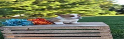Welsh Corgi Pembroke dogs for sale: Goldie - Ad 3