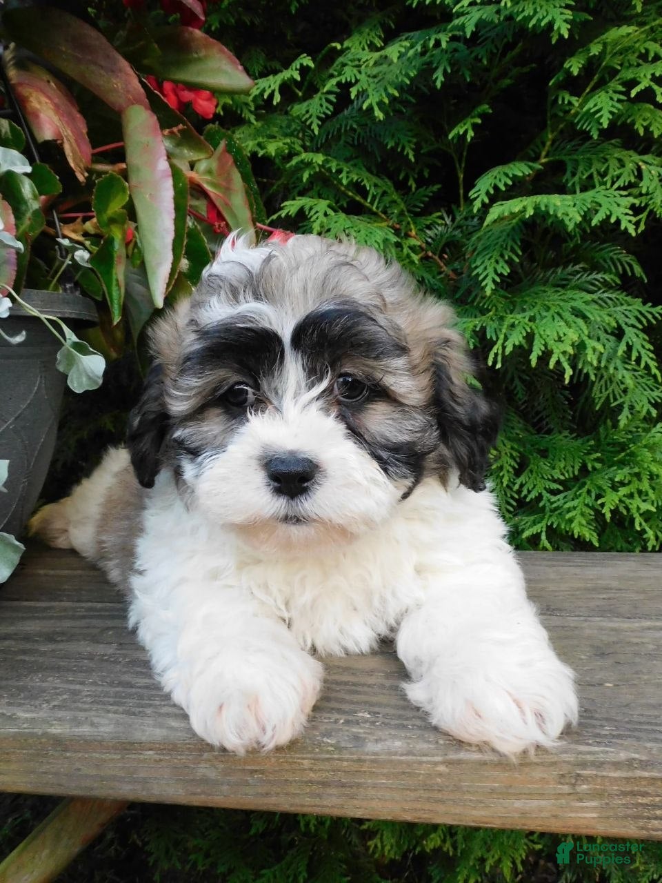 Teddy Bear dogs Iris - Ad 1