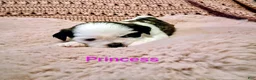 Shih Tzu dogs for sale: Princess - Ad 3