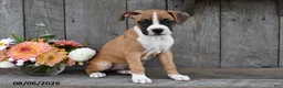 Boxer dogs for sale: Chloe - Ad 5