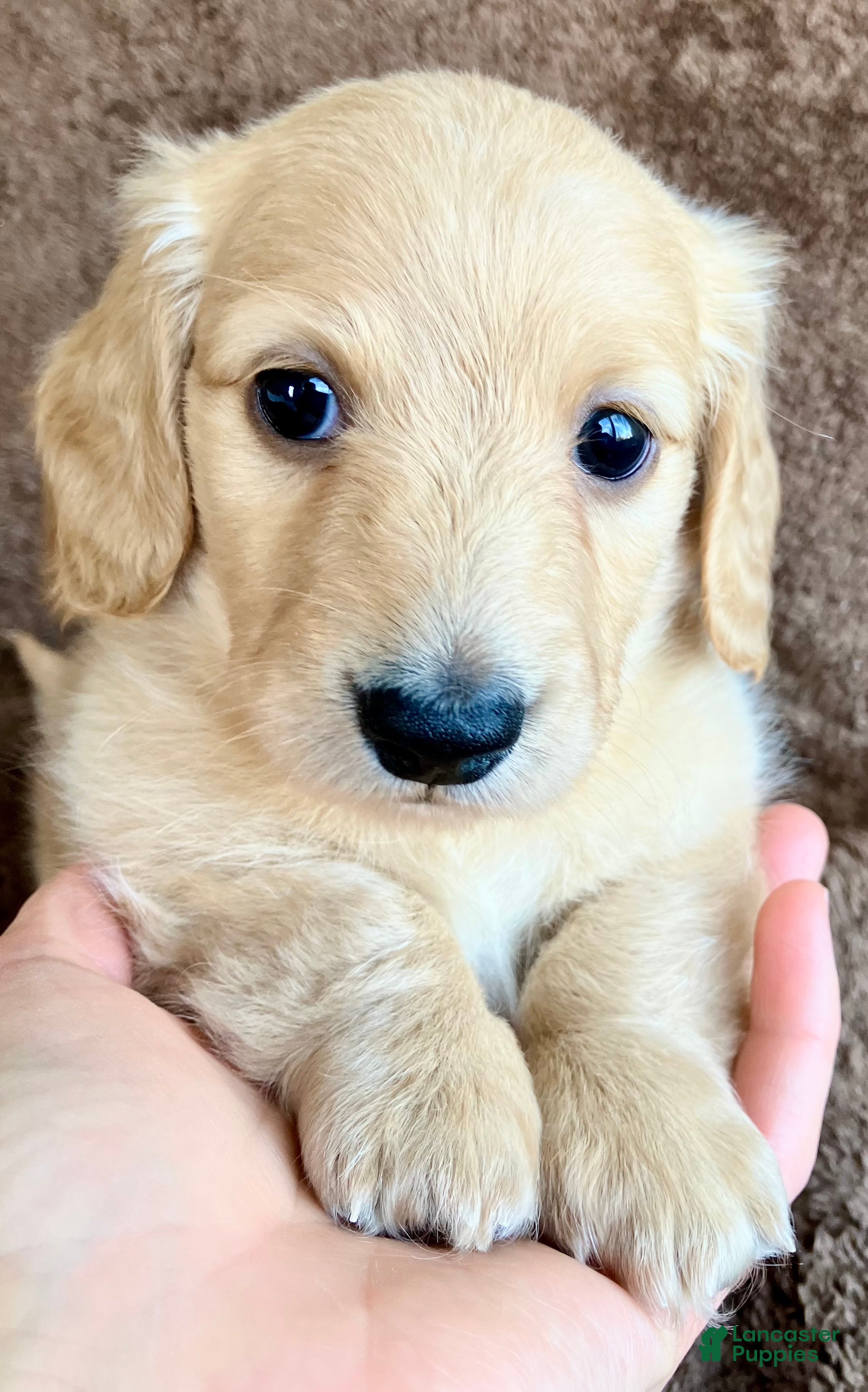 Miniature Dachshund dogs AKC Poindexter Poe of Libraryville Alley - Ad 1