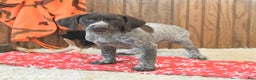 German Shorthaired Pointer dogs for sale: Dixie - Ad 2