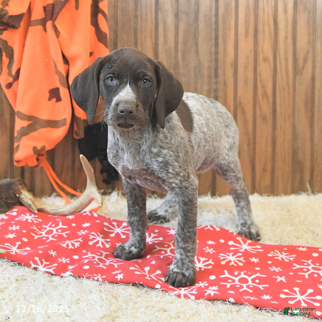 German Shorthaired Pointer dogs for sale: Dixie - Ad 2