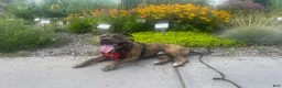 American Pit Bull Terrier dogs for stud: Sekhmet's Kennel - Ad 4