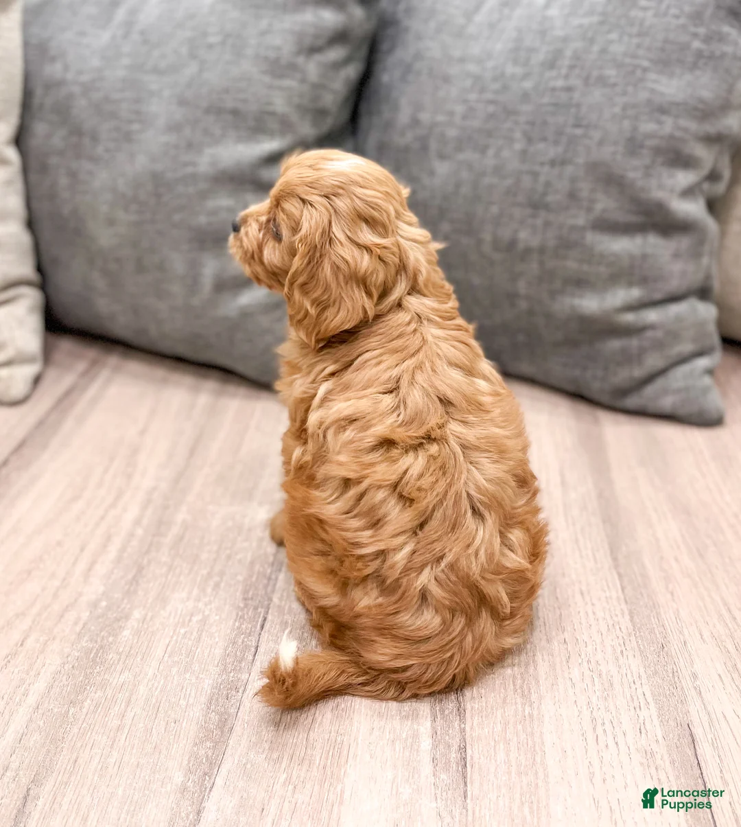 Cavapoo dogs for sale: Ranger - Ad 5