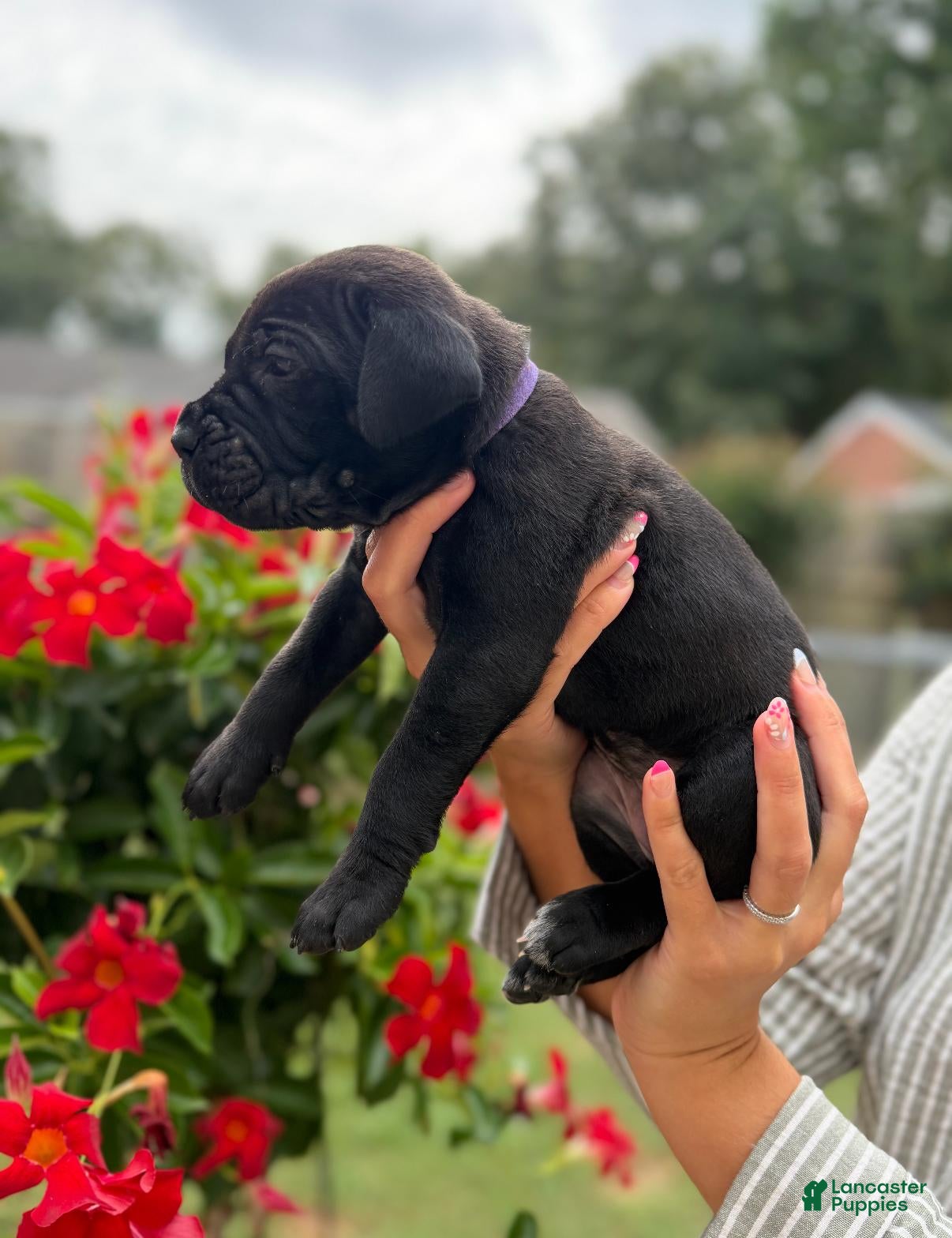 Cane Corso dogs Cane Corso (Purple) - Ad 2