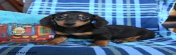 Miniature Dachshund dogs for sale: Billie - Ad 4