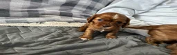 Cavalier King Charles Spaniel dogs for sale: Buttercup - Ad 1