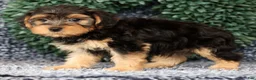 Yorkiepoo dogs for sale: Arrow - Ad 7