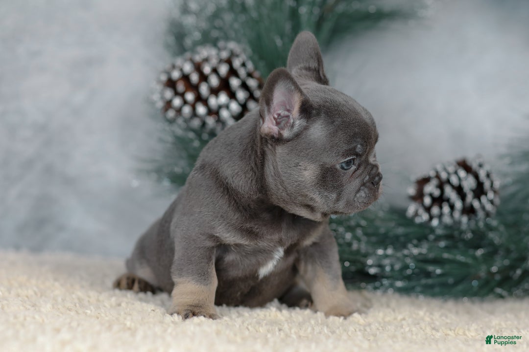 French Bulldog dogs for sale: Colby - Ad 3