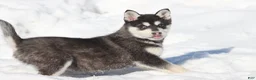 Alaskan Klee Kai dogs for sale: Cubby - Ad 3