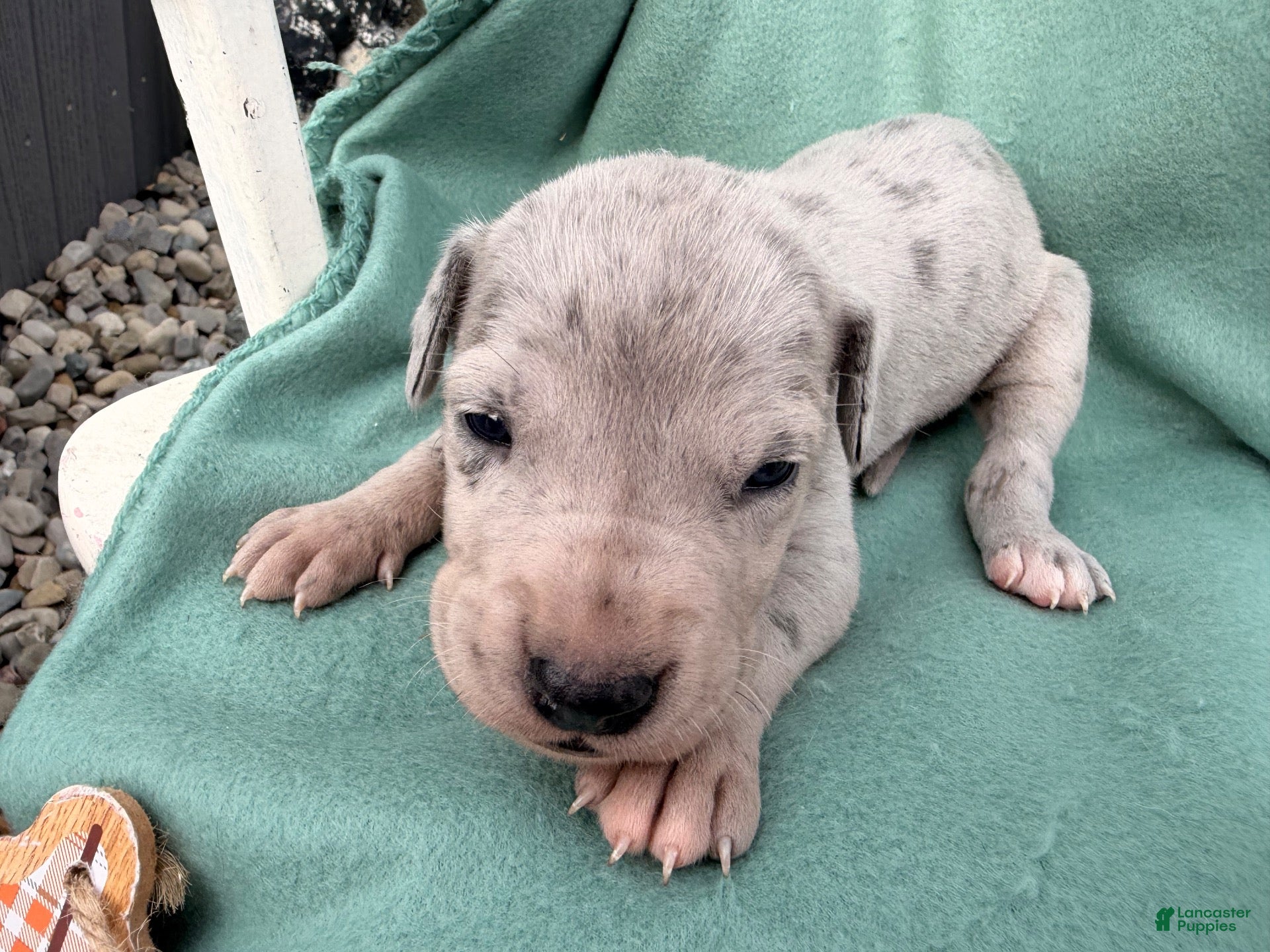 Great Dane dogs Octavia - Ad 2