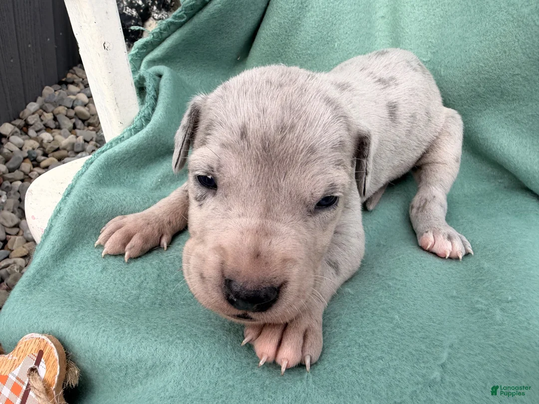 Great Dane dogs for sale: Octavia - Ad 2