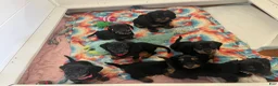 Miniature Dachshund dogs for sale: Daisy - Ad 6