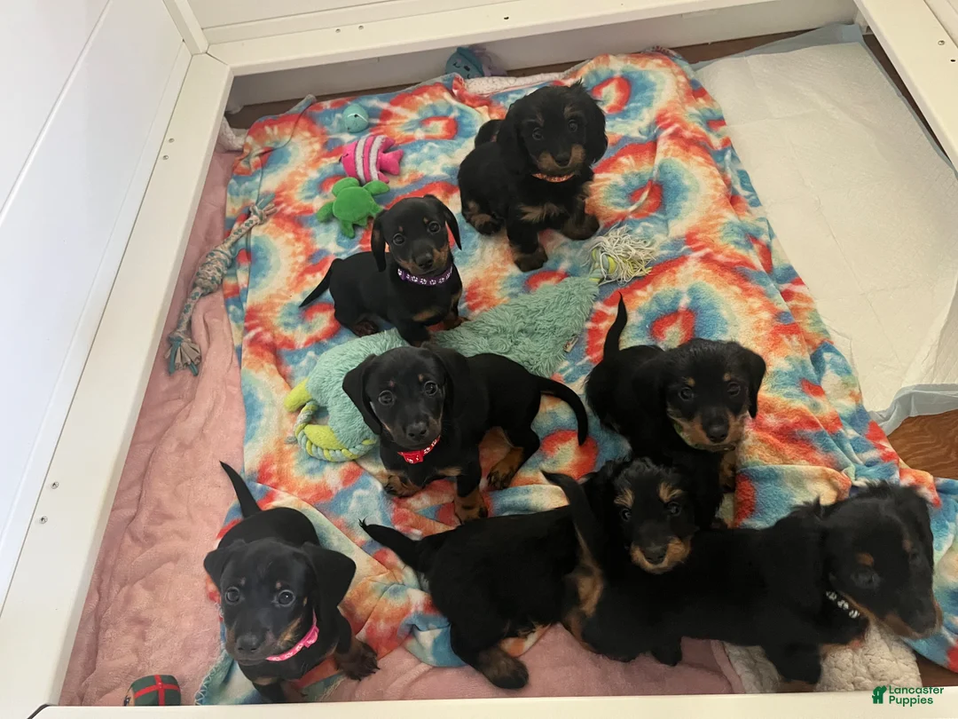 Miniature Dachshund dogs for sale: Daisy - Ad 6
