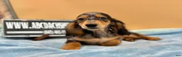 Miniature Dachshund dogs for sale: AKC GCH Frapp Russian blue eye - Ad 14