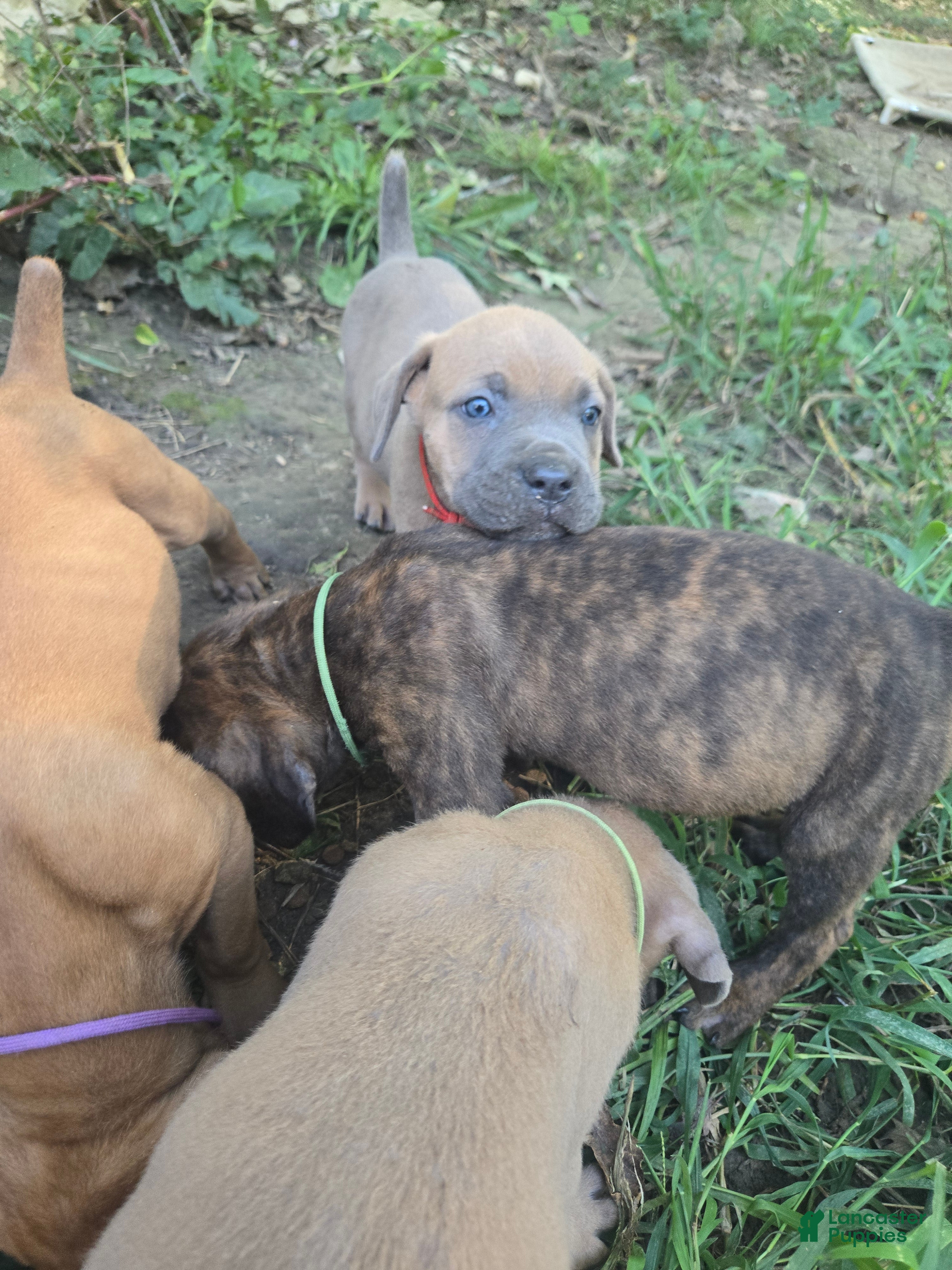 Cane Corso dogs Cane Corso 6 - Ad 23