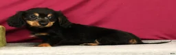 Miniature Dachshund dogs for sale: Smokey - Ad 5